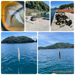カマスの釣果