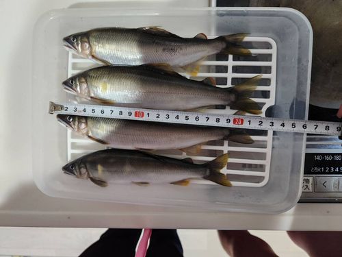 アユの釣果