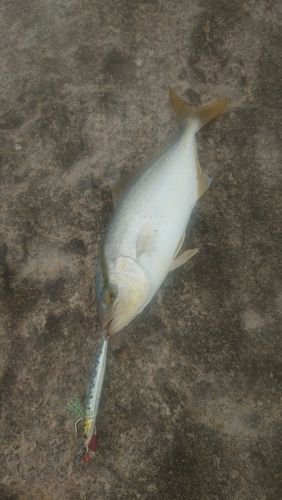 シオの釣果
