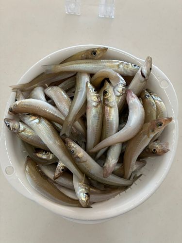 キスの釣果