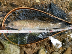 イワナの釣果