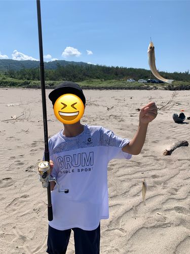 キスの釣果