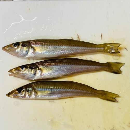 シロギスの釣果