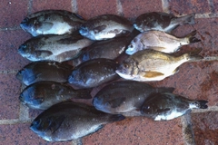 メジナの釣果