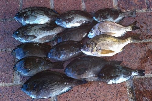 メジナの釣果