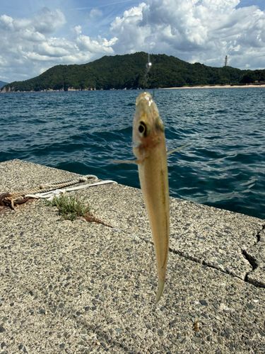 キスの釣果