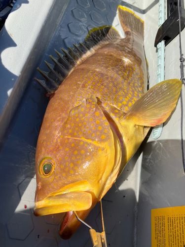 アオハタの釣果