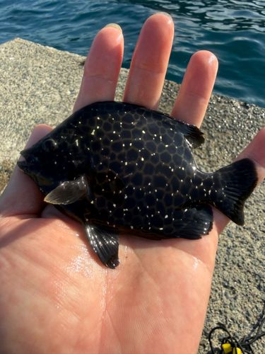 イシガキダイの釣果