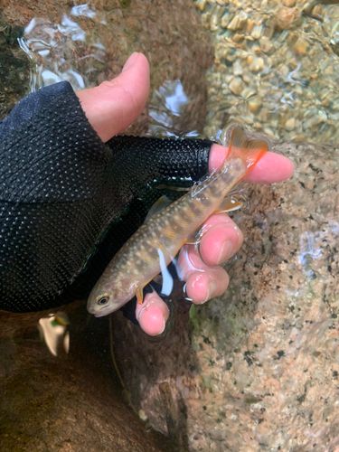 イワナの釣果