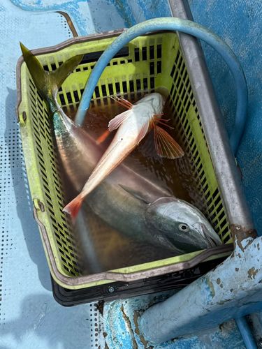 ワラサの釣果