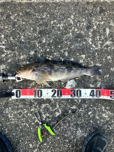 アブラコの釣果