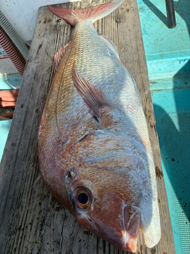 タイの釣果