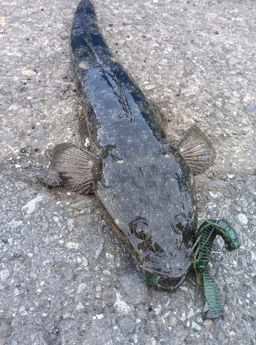 マゴチの釣果
