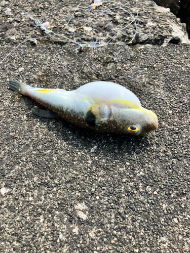 クサフグの釣果