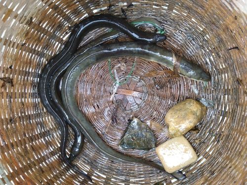 ウナギの釣果