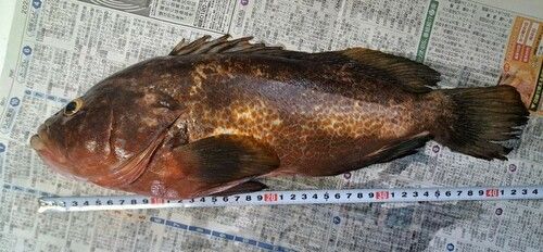 キジハタの釣果