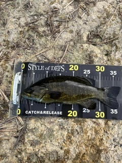 スモールマウスバスの釣果