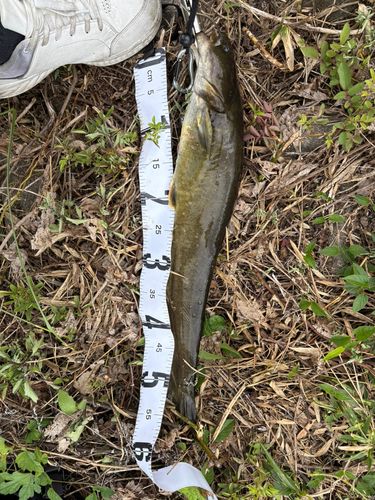 ナマズの釣果