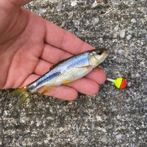 カワムツの釣果