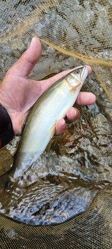 アユの釣果