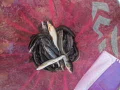 アユの釣果