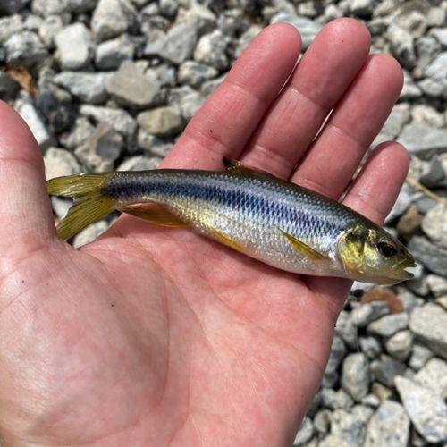 カワムツの釣果
