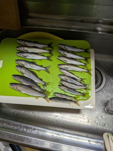 アユの釣果