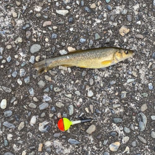 アブラハヤの釣果