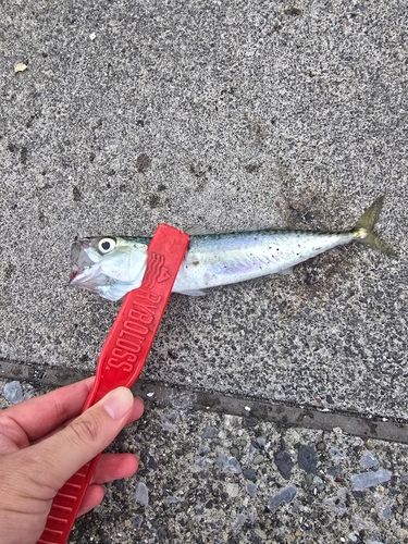 マサバの釣果