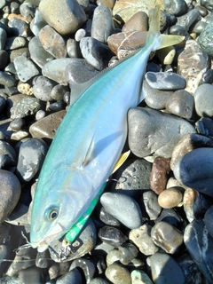 イナダの釣果