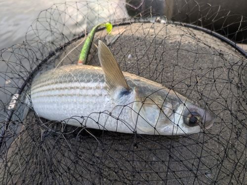 フッコ（マルスズキ）の釣果