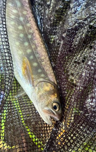 エゾイワナの釣果