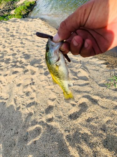 ラージマウスバスの釣果