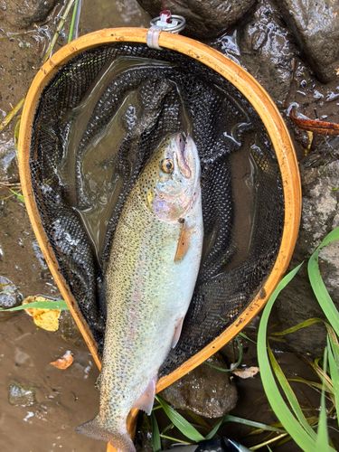 ニジマスの釣果