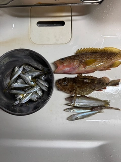 キジハタの釣果