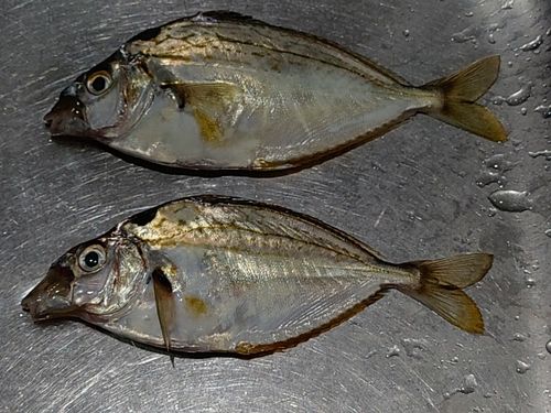 ヒイラギの釣果