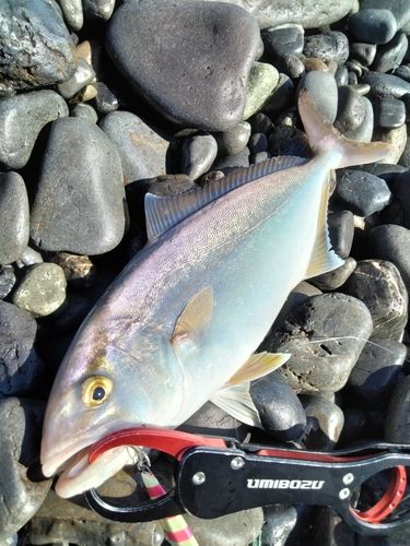 ショゴの釣果