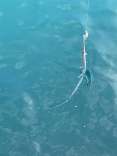 アオヤガラの釣果
