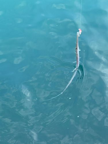 アオヤガラの釣果
