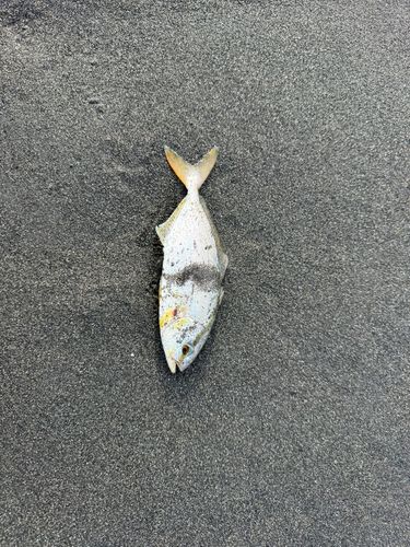 ショゴの釣果