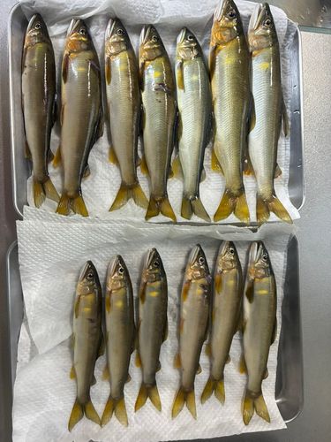 アユの釣果