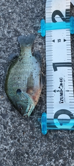 ブルーギルの釣果