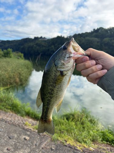 ラージマウスバスの釣果