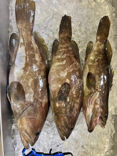 クエの釣果