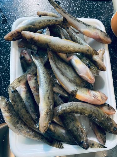 ハゼの釣果