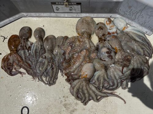 タコの釣果