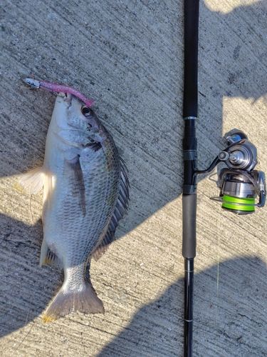キビレの釣果