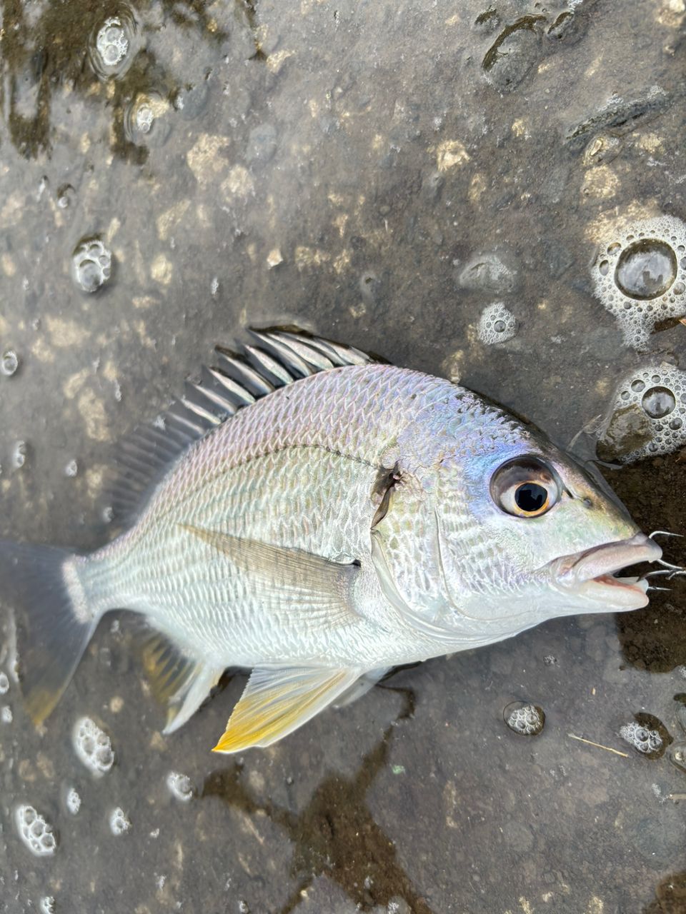 SHIMANO 19ブレニアス S78MLの最安値・インプレ・釣果 | 本音の口コミ