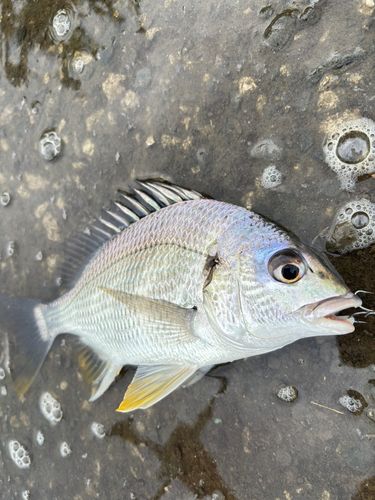 キビレの釣果