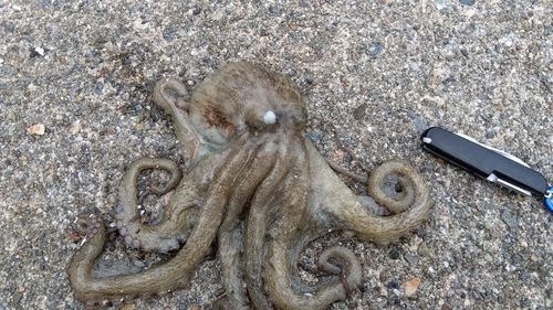 タコの釣果